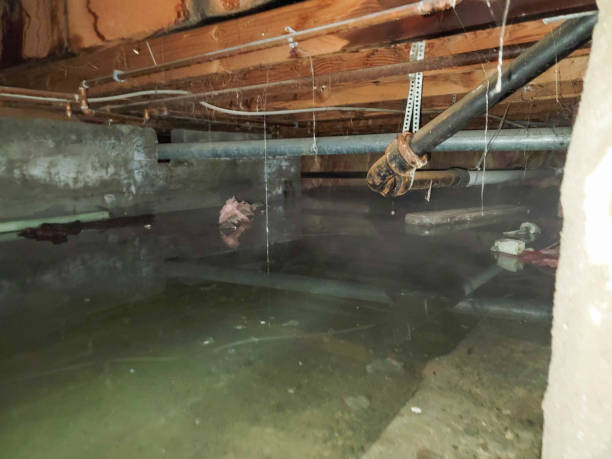 Best Mold removal after water damage  in Crivitz, WI