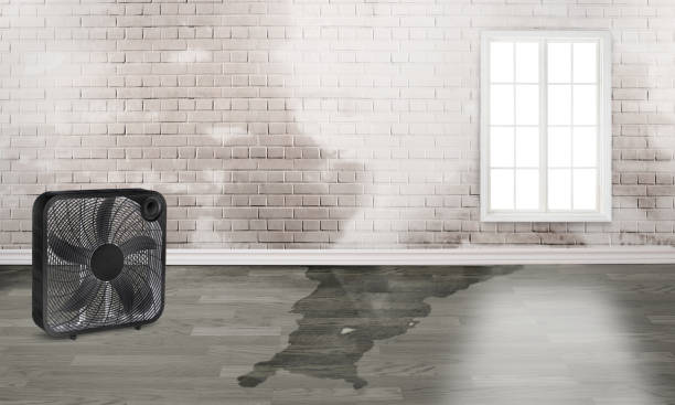 Best Water damage restoration near me  in Crivitz, WI